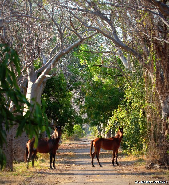 Wild Horses Oombulgurri